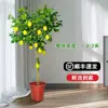Planta de Limonero en Maceta con Fruta Comestible Planta Verde Alta para Sala de Estar Planta Grande Interior Balcón Perenne Todo el Año