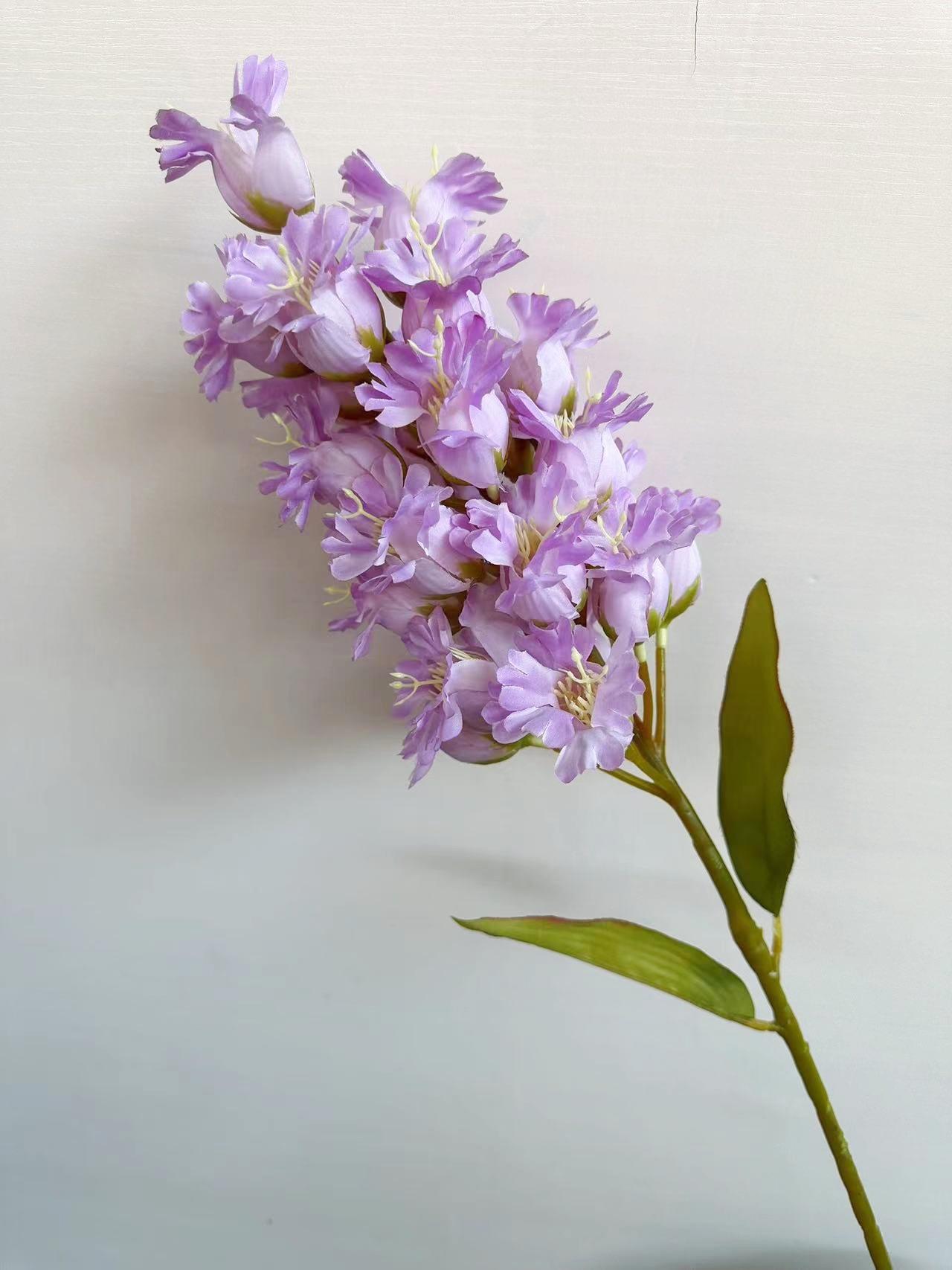 灯笼花紫色