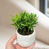 Planta de Oficina Podocarpus Verde Planta de Escritorio en Maceta a Prueba de Radiación Planta para Sala de Estar Purifica el Aire Perenne Todo el Año
