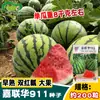 Huichuang Jialianhua 911 Semillas de Sandía Crujientes de Maduración Temprana de Piel Dura Kirin Meidu Semillas de Sandía Semillas de Fruta de Campo