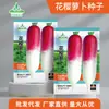 Coleção Atacado de Sementes de Rabanete Outono Shawo Açúcar Cristal Crocante Abacaxi O Ano Todo Fruta Cereja Rabanete Sementes de Cenoura