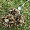 Nueva flor de peonía de 3 cabezas, flor artificial hecha a mano, flor falsa, decoración del hogar, boda, paisaje, camino, flor de seda, venta al por mayor