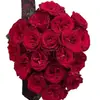 Dropshipping Mudas de Rosa Rhodes, Rosas Floridas, Flores em Vasos, Plantas Trepadeiras, Cipós, Roseiras, Plantas Verdes