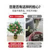 Camelia Xiangfei en maceta con brotes, flor roja de cinco colores, fácil de cultivar en interiores, florece en cualquier estación.