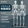Procesamiento y Personalización de Muestras, Personalización de Dibujos, Personalización y Procesamiento de Muestras de Esqueleto Humano, Modelos de Esqueleto, Modelos de Órganos Internos de Anatomía Humana