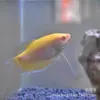 Pez Manlong Vivo Manlong Azul Manlong Dorado Pez de Agua Dulce Fácil de Criar y Vivir Pez Ornamental Tropical Acuario Pesquería Mayorista