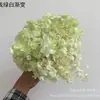 Flores de Hortensia Secas con Degradado Grande Hortensias Conservadas Cabezas de Flores Grandes Color Mixto Multicolor Hortensias Secas Decoración del Hogar Materiales Florales