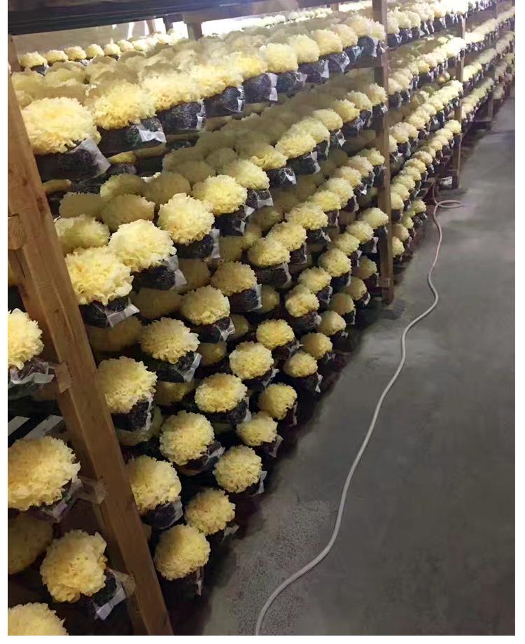 白木耳产品介绍图补充说明6