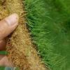 Semillas de Césped Verde Resistentes al Calor, Enanas, para Todas las Estaciones, Pasto de Centeno Perenne, Pasto Bermuda Dogtoe, Semillas Puras de Césped Mixto