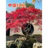 Mudas de Bordo Vermelho, Bordo Vermelho Japonês Vermelho de Quatro Estações, Bonsai Red Dancer, Árvore Grande em Vaso, Planta para Arborização de Pátio, Bordo Vermelho de Três Estações