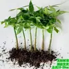 Cinco Bênçãos Árvore do Dinheiro Original Cultivo em Água Haste Única Autêntica Planta Verde para Interior e Exterior Planta em Vaso para Atração de Riqueza Todas as Estações