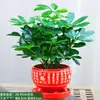 Planta del Dinero: La Riqueza Viene de Todas Partes - Pilea Peperomioides Perenne para Escritorio de Oficina, Planta Verde en Maceta, Plántula de Árbol de la Fortuna
