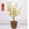 Planta de Flor en Maceta de Brote de Dulce Invierno para Uso en Interiores y Jardín, Florece Todo el Año, Flor de Ciruelo Fragante, Planta Verde de Bonsái de Tronco Viejo Resistente