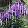 180 Variedades de Sementes de Flores Não Repetitivas, Fáceis de Cultivar em Todas as Estações, Podem Afastar Mosquitos, Adequadas para Varandas Internas e Externas, Distribuição Transfronteiriça