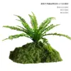 Musgo Sintético Decoración Suave para Interiores Conjunto de Micro-Paisajismo Combinación Ventana Pasillo Musgo Falso Planta Verde Decoración de Paisajismo Arreglo