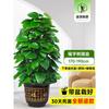 Planta en Maceta de Rábano Verde de Hoja Grande Columna Absorbe Formaldehído, Planta Verde Grande en Interiores para Atraer Riqueza y Prosperidad, Rábano Verde de Oficina, Sala de Estar Es Fácil de Mantener