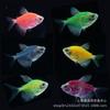 Pez Ángel de Colores Amarillo Limón Morado Pez Tropical Pequeño Ornamental Fácil de Mantener Acuario de Plantas de Agua Dulce Peces Pequeños que Nadar en Grupo