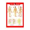 Diagrama de puntos de acupuntura de meridianos corporales. Ilustración de gráfico mural para masajes de cuerpo completo en casa. Medicina china. Acupuntura de salón. Moxibustión. Diagrama de puntos de acupuntura de alta definición.