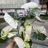 Sensación de simulación planta verde grande fábrica de comercio exterior 7 sensación color hojas de taro paisaje selva tropical jardín planta verde al por mayor