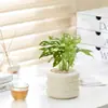 Bonsái Tocón Viejo Bonsái Cuatro Estaciones Plantas Fáciles de Cultivar Escritorio Oficina Floración Resistente a la Sequía Plantas Verdes Plantas Pequeñas en Maceta