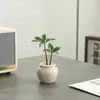 Bonsái Sala de Estar Mesa de Café Fácil de Cuidar Flores Plantas Verdes Perennes Cuatro Estaciones Oficina Escritorio Interior Plantas Purificadoras de Aire