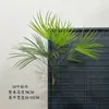 Planta de helecho verde verdadero Helecho riñón Hierba de helecho de hoja grande Selva tropical Pegamento suave Pared de plantas verdes Diseño de paisaje