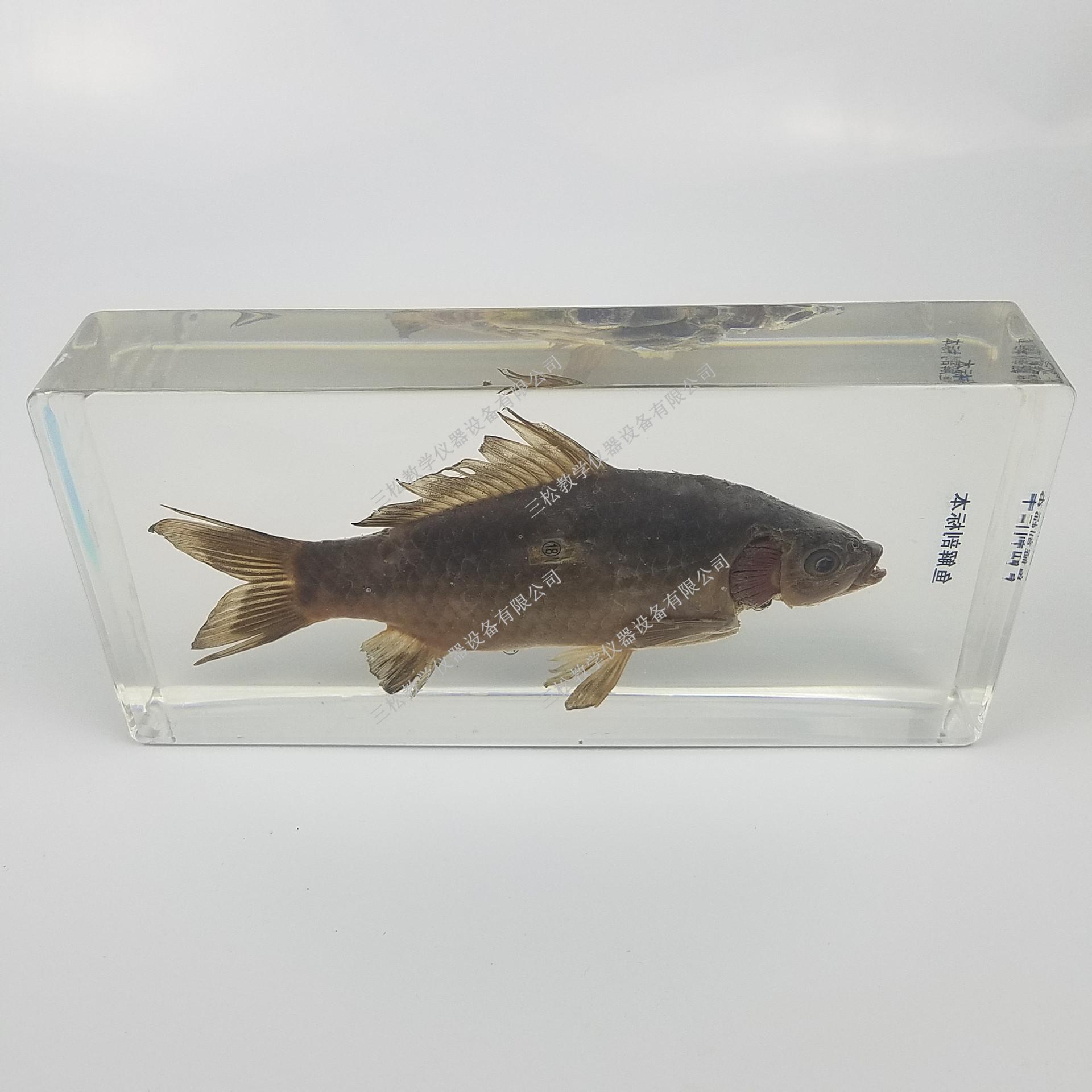 鱼解剖包埋标本细节图2_副本