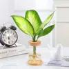 Plantas em hidroponia para quarto e sala de estar, fáceis de cuidar em todas as estações, samambaia-espargo e rabanete verde em vasos de vidro vermelho para hidroponia