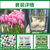 Tulipanes Hidropónicos al por Mayor 5 Grados Bulbos Grandes Resistentes al Frío para Invierno Interior/Exterior Fáciles de Cultivar para Principiantes Flores en Maceta Plantas