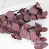 Hoja de Manzana Degradada Flor Eterna Hoja de Manzana Blanqueada Eucalipto Floricultura Hojas de Eucalipto Accesorios de Decoración para Sesión de Boda
