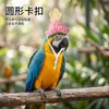 Gorro tejido de loro, gorro decorativo de pájaro de lana, accesorio para la cabeza para foto de cacatúa y periquito, venta al por mayor de disfraces para pájaros mascota