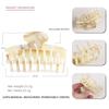 Accesorios para el cabello franceses pinza para el cabello de ácido acético pinza para agarrar el cabello de la parte posterior de la cabeza pinza para el cabello número de baño tocado para el cabello tienda de fábrica
