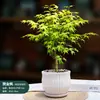 Mudas Pote Forma de Bordo de Primavera Dourada Fluida, Plantas Verdes, Plantas Grandes de Interior, Plantas de Varanda, Fácil de Manter e Viver em Todas as Estações, Sempre Verde