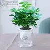 Planta de Interior Grande de Estilo de Lujo en Maceta de Madera Patapato, Planta Verde de Piso para Interiores que Purifica el Aire
