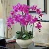 Plántulas de Orquídea Phalaenopsis con Varas Florales y Capullos, Orquídeas en Maceta, Plántulas Grandes, Plantas y Flores Fáciles de Mantener en la Sala de Estar o en Interiores Durante Todo el Año