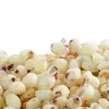 Nova Chegada de Arroz de Sorgo, Arroz de Sorgo Branco Descascado Fresco Cultivado na Fazenda, Arroz de Sorgo para Cerveja, Frete Grátis Sazonal