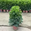Planta de Vaso Grande para Interior, Planta que Atrai Fortuna, Madeira Pata de Pato, Árvore da Fortuna, Árvore da Felicidade, Árvore da Paz