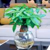 Plástico Transparente Hidropónico Jarrón Grande Acuario Suministros de Jardinería para el Hogar Maceta Envío Rápido Bajo Daño Comercio Electrónico Opción Ideal