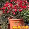 Planta en Maceta Rosa del Desierto con Doble Pétalo, Planta Verde Resistente a la Sequía, Fácil de Cuidar en Interiores o en el Balcón, Planta Suculenta Fácil de Mantener en Verano