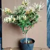 Plántulas de madreselva, plantas trepadoras, plantas de cuatro estaciones, flores trepadoras, plantas ornamentales para jardines, plantas de hoja perenne, adecuadas para balcones y macetas, plantas con flores