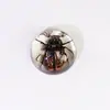 Mariposa y Araña de Resina de Alta Transparencia Ambarizada Artesanía Adorno de Escritorio Semicircular para Niños y Niñas, Juguete de Regalo Cultural y Creativo