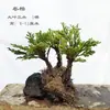 Paisagem micro paisagem pedra absorvente de água planta planta verde água e terra cilindro paisagem modelagem bonsai artificial artificial pequeno
