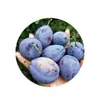 Ciruelas Miel Azul de Weinan, Shaanxi - Venta al por mayor y entrega 1/3/ 2.5 kg Jugosas, Crujientes, Dulces, Frescas, Ricas en Aroma Frutal, Fruta Fresca