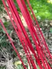 Tiras de Bambú Teñido, Tiras de Bambú Amarillas, Virutas de Bambú Teñido, Corteza de Bambú Teñida, Tiras de Madera de Bambú, Tiras de Bambú de Colores