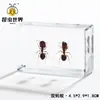 Artesanías de especímenes, insectos reales, escarabajo ciervo, escorpión, escarabajo, araña, regalos de enseñanza de ciencias biológicas, adornos de resina