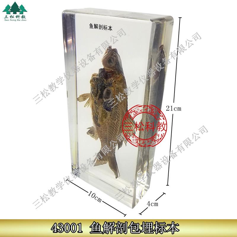 鱼解剖包埋标本主图_副本