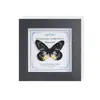 Marco de Vidrio Moderno Sencillo para Espécimenes de Mariposa Sala de Estar Regalo Pintura Decorativa Marco de Espécimen