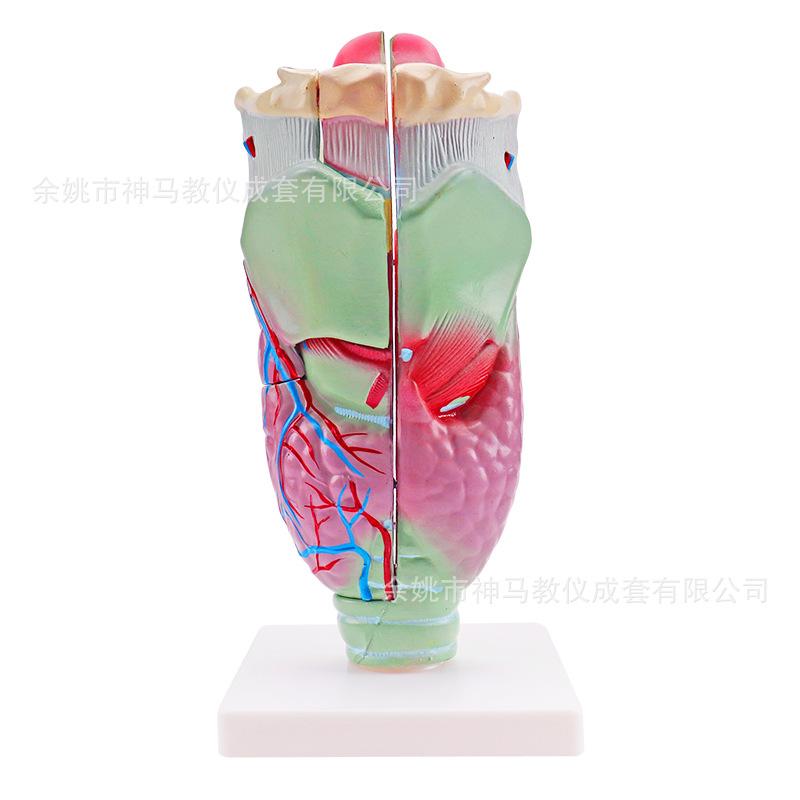 喉解剖模型-3