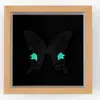 Pintura Decorativa de Pared de Fondo de Polilla Solar, Regalo de Cumpleaños para Amigos, Marco de Espécimen de Mariposa Precioso, Regalo de Navidad