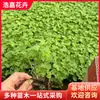 Plántulas de Delphinium de Flor Grande en Maceta, Plántulas para Embellecimiento de Jardines, Florales de Raíz Perenne, Plántulas de Delphinium de Flor Grande